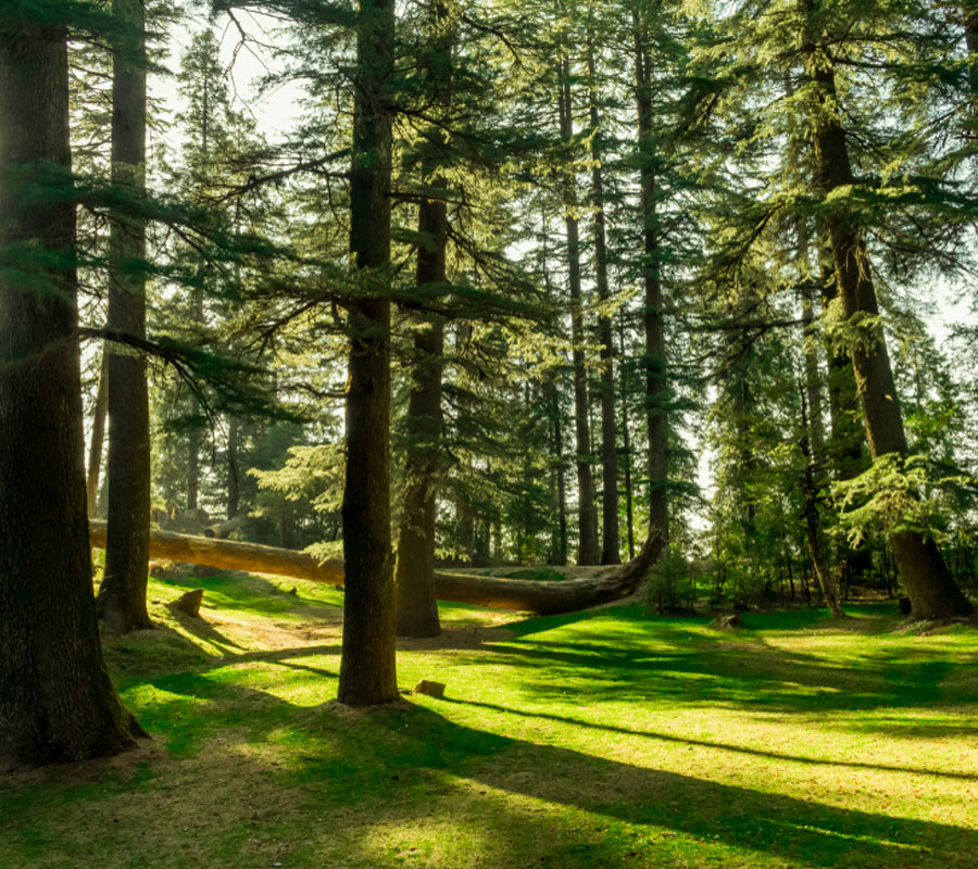 The Leopard That Lives Nearby: Wildlife Around Khajjiar